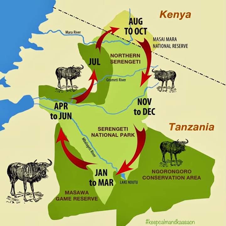 Wildebeest Migration