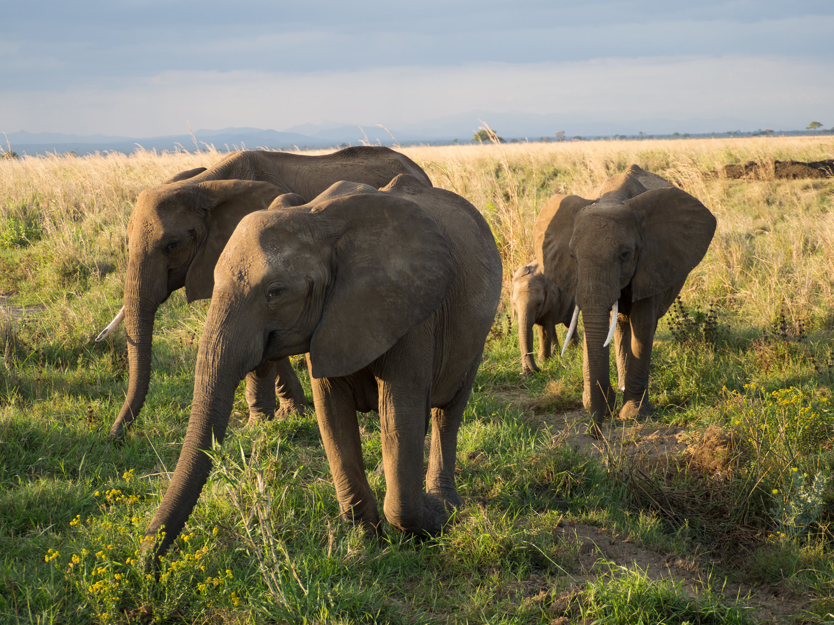 Mikumi National Park