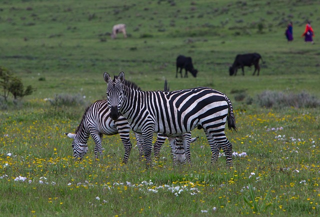 Ngorongoro Crater / Ngorongoro Conservation Area