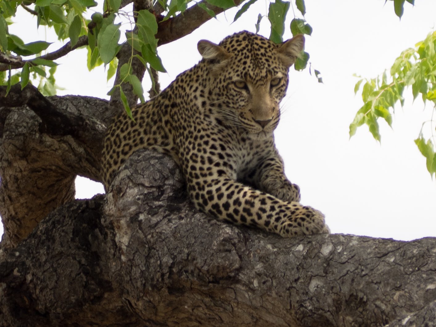 Ruaha National Park