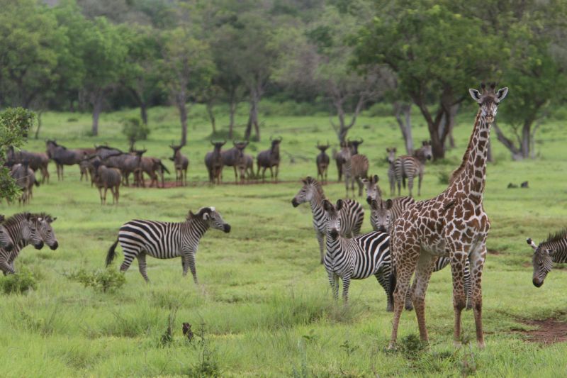 Nyerere National Park (Selous)