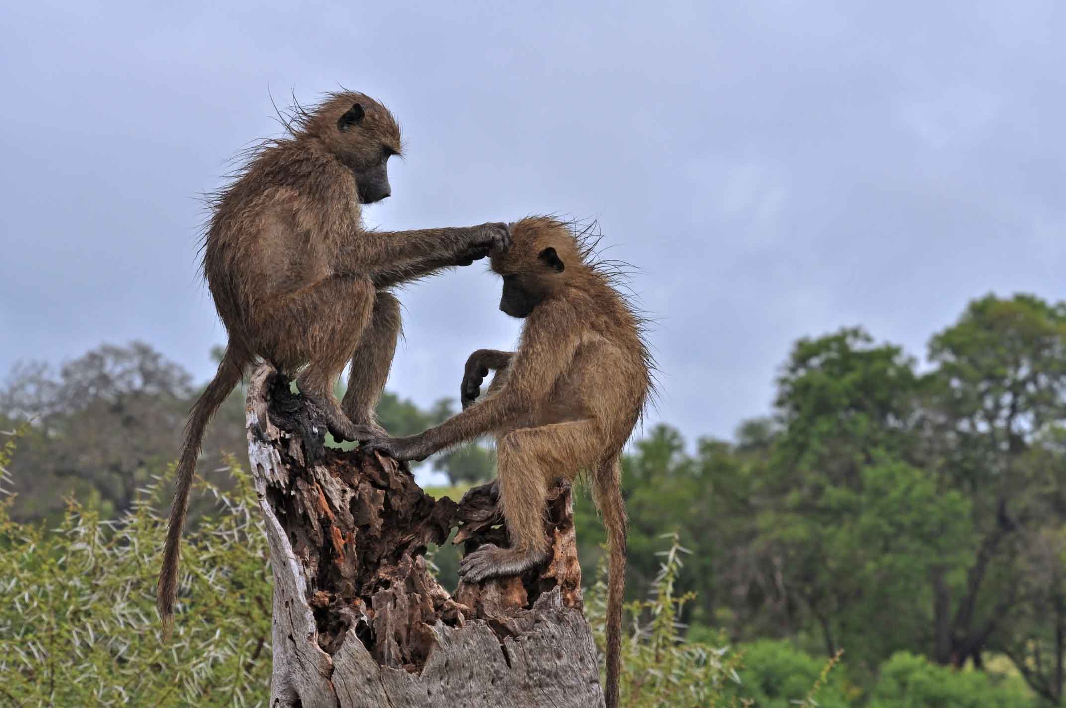 Tarangire National Park