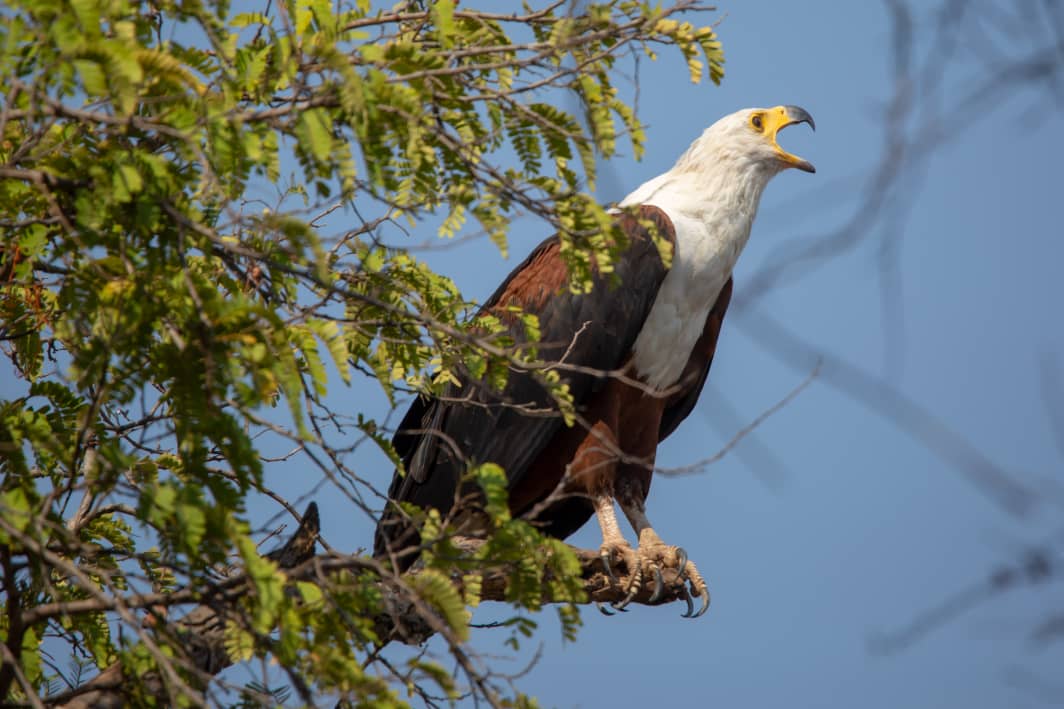 6 DAYS-WILDLIFE NATURE SAFARI